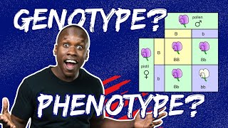 Genotype Phenotype and Punnet Squares Made EASY [upl. by Nnaed907]