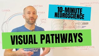 10Minute Neuroscience Visual Pathways [upl. by Judd]