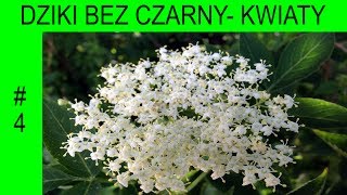 Dziki bez czarny  Kwiaty  Cudowne lekarstwo niedoceniane współcześnie Sambucus nigra 4 [upl. by Foss]