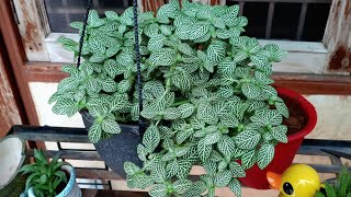 Best Shade Loving Plant  Fittonia  Nerve Leaf Plant  How to Grow and Care Fittonia Plant [upl. by Teahan]