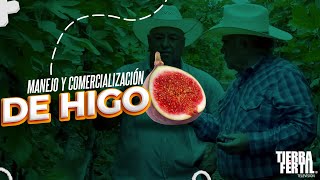 Tierra Fértil TvManejo y comercialización de higo 290624 [upl. by Brosy]