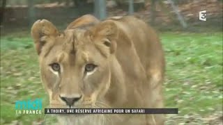 À Thoiry une réserve africaine pour un safari [upl. by Ayr]