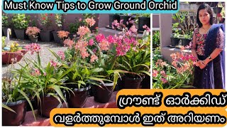 10 Golden tips for Healthy Ground Orchids  ഗ്രൗണ്ട് ഓർക്കിഡ് ചെടി ആരോഗ്യത്തോടെ വളർത്താൻ 10 ടിപ് [upl. by Finnie584]