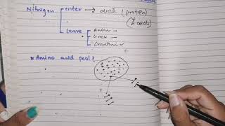 Amino acid Metabolism Part 1 overview amino acid pool protein turnover phenomenon biochemistry [upl. by Kokoruda]