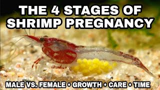 Examples of the 4 Stages of Shrimp Pregnancy amp Growth HD 2022 Version Cherry Shrimp Life Cycle [upl. by Meyers159]