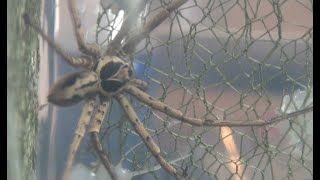 Giant Huntsman Spider a Very Big Spider from Australia [upl. by Anotyad796]