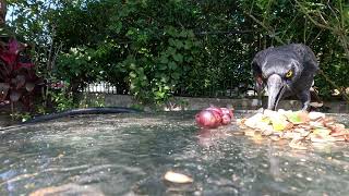 Australian Currawong enjoying a snack [upl. by Lau769]