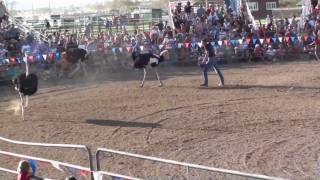 Ostrich Racing Emu Chasing  Ostrich Festival [upl. by Berman]