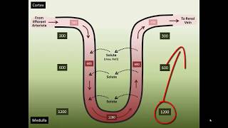 Vasa Recta Counter Current Exchange [upl. by Leahpar]