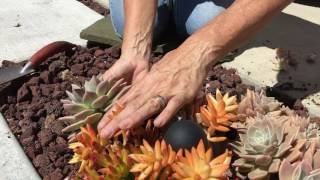 Succulent Planting Tips [upl. by Mercedes]