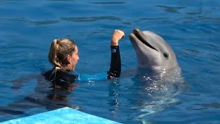 Dolphin show in Valencia [upl. by Arundell]