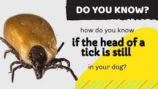 how do you know if the head of a tick is still in your dog A MUST SEE video for dog lovers [upl. by Xxam99]