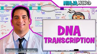 Cell Biology  DNA Transcription 🧬 [upl. by Bijan]