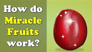 How do Miracle Fruits work  more videos  aumsum kids science education children [upl. by Mor]