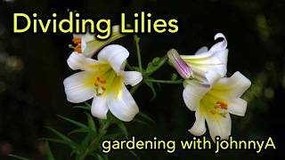 How to Dig Divide and Plant Lilies [upl. by Benedikta]