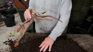 Planting Eremurus  Burncoose Nurseries [upl. by Nahaj]