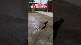 A mad dog bites a passerby who kicks it to death Animals Animals confusing behavior Dogs Dogs [upl. by Sitnik962]