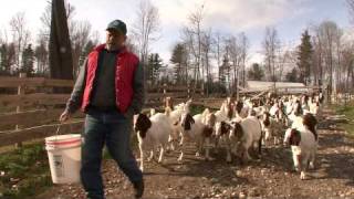 Boer Goats [upl. by Taggart]