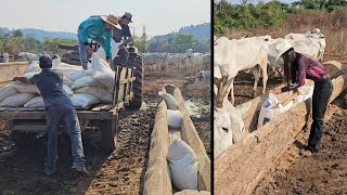 CHEGOU 600 SACO DE RAÇÃO NA FAZENDA 😱ABASTECENDO OS COCHOS [upl. by Turino378]