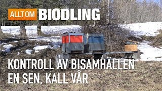 Kontroll av bisamhällen en sen kall vår  Biodling [upl. by Alexio]