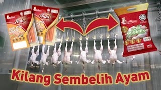 Rumah Sembelihan Ayam Segar Delima Emas Bersih amp HALAL [upl. by Washington]