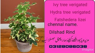 How to grow ivy treehydra treecare and feed tips [upl. by Hajidahk504]