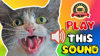 Cat sounds to scare mice away ⭐ Rats will go away 🐁 cat sound effect [upl. by Anaoy874]