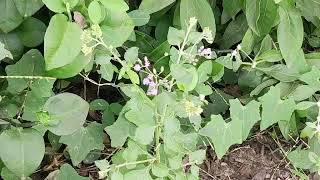 Vernonia cinerea  ash coloured fleaBane   सह देवी [upl. by Meingoldas]