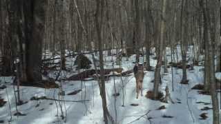 Trail Camera Wildlife Mysteries [upl. by Hospers226]