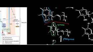 Biochemistry  Plastocyanin Ferredoxin amp Ferredoxin NADP Oxidoreductase Photosynthesis Part 56 [upl. by Liauqram643]