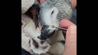 Rhinolith African Grey Parrot Nose Picking [upl. by Asilenna746]