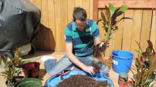 Ensete Banana Propagation Project  Dividing and Transplanting [upl. by Naillimixam]