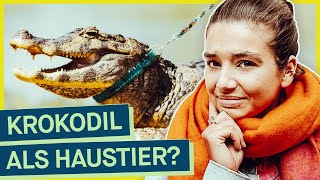 Exotische Tiere für zuhause Wie easy kommt man an Krokodil Tiger amp Co als Haustier [upl. by Heimlich465]