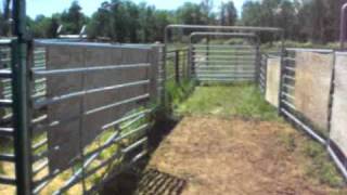 A Walk Through Cattle Corrals for Vaccinations [upl. by Ahteral58]