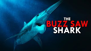 Helicoprion The Buzz Saw Shark [upl. by Ezra]