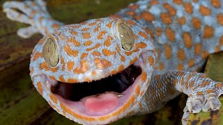 Gecko Sound  Tokay Gecko Effect  Picture Of Gecko Big Size [upl. by Ait]