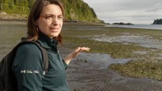 Intertidal Walk [upl. by Rosalee373]