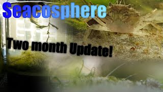 Huge Natural Saltwater Ecosphere  2 month Update  Polychaete Sand Mason Worm [upl. by Marijane]