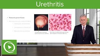 Urethritis Definition amp Pathology – Infectious Diseases  Lecturio [upl. by Aiciruam]