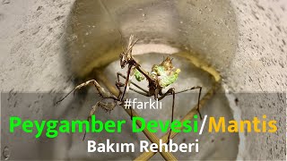 farklı Peygamber DevesiMantis Bakım Rehberi Empusa Fasciata [upl. by Enawtna]