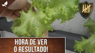 Como fazer uma Horta Hidropônica vertical em PVC Pt 2  Cultivo [upl. by Burwell]