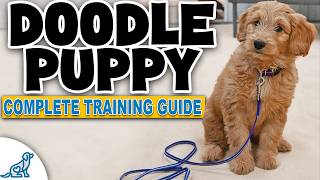 A Complete Guide To Doodle Puppy Training [upl. by Athelstan]