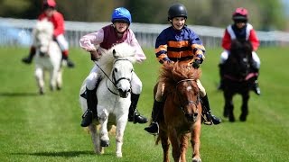 Shetland pony racing [upl. by Kabob753]