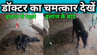 treatment of hypothermia in calf  मरते हुए लवारै को कैसे ठीक करें [upl. by Theo580]