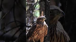 ÇakırkuşuAccipiter gentilis [upl. by Rufe]