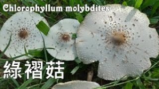 台灣最惹事的毒菇 The Most PoisoningCausing Toadstool in Taiwan：Chlorophyllum molybdites [upl. by Lourdes749]