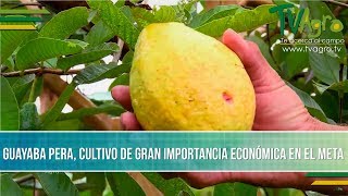 Importancia Economica del Cultivo de Guayaba Pera  TvAgro por Juan Gonzalo Angel [upl. by Brandon]