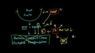 New Mitochondrial Free Radical Theory of Aging [upl. by Grey107]