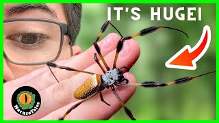 How DANGEROUS Is The BANANA SPIDER [upl. by Atin213]