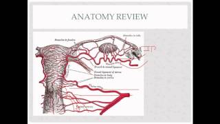 vaginal hysterectomy  description indications and questions [upl. by Eshman]